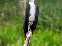 Weißbauch Fregattvogel sitzt auf kahler Baumspitze